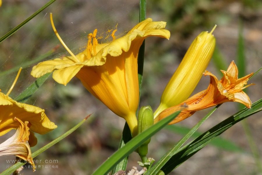 風途科技：種植黃花菜需要什么氣候條件？